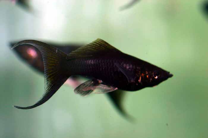 POECILIA SPHENOPS